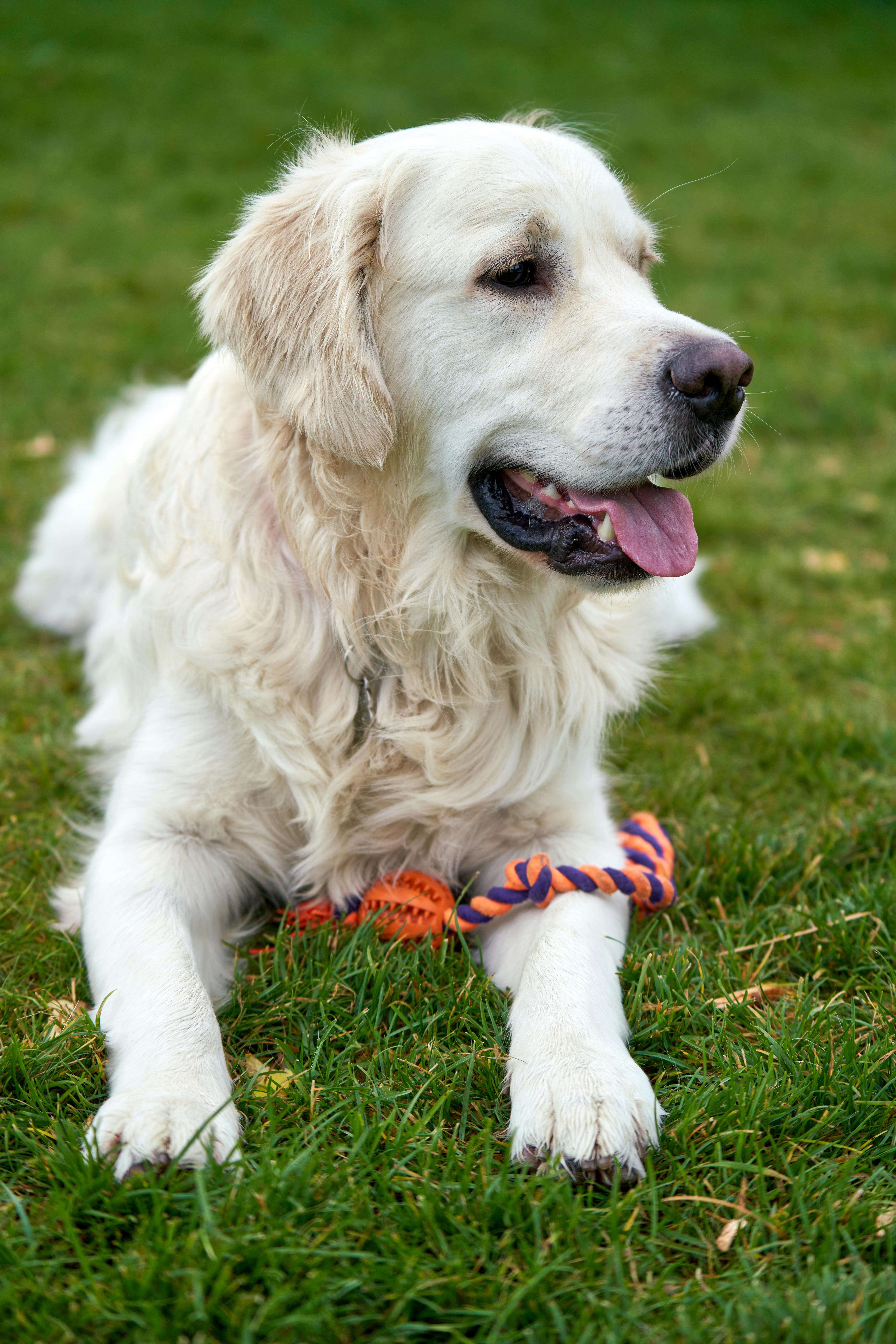 Golden Retriever lying on grass with a colorful rope toy in a close-up view.